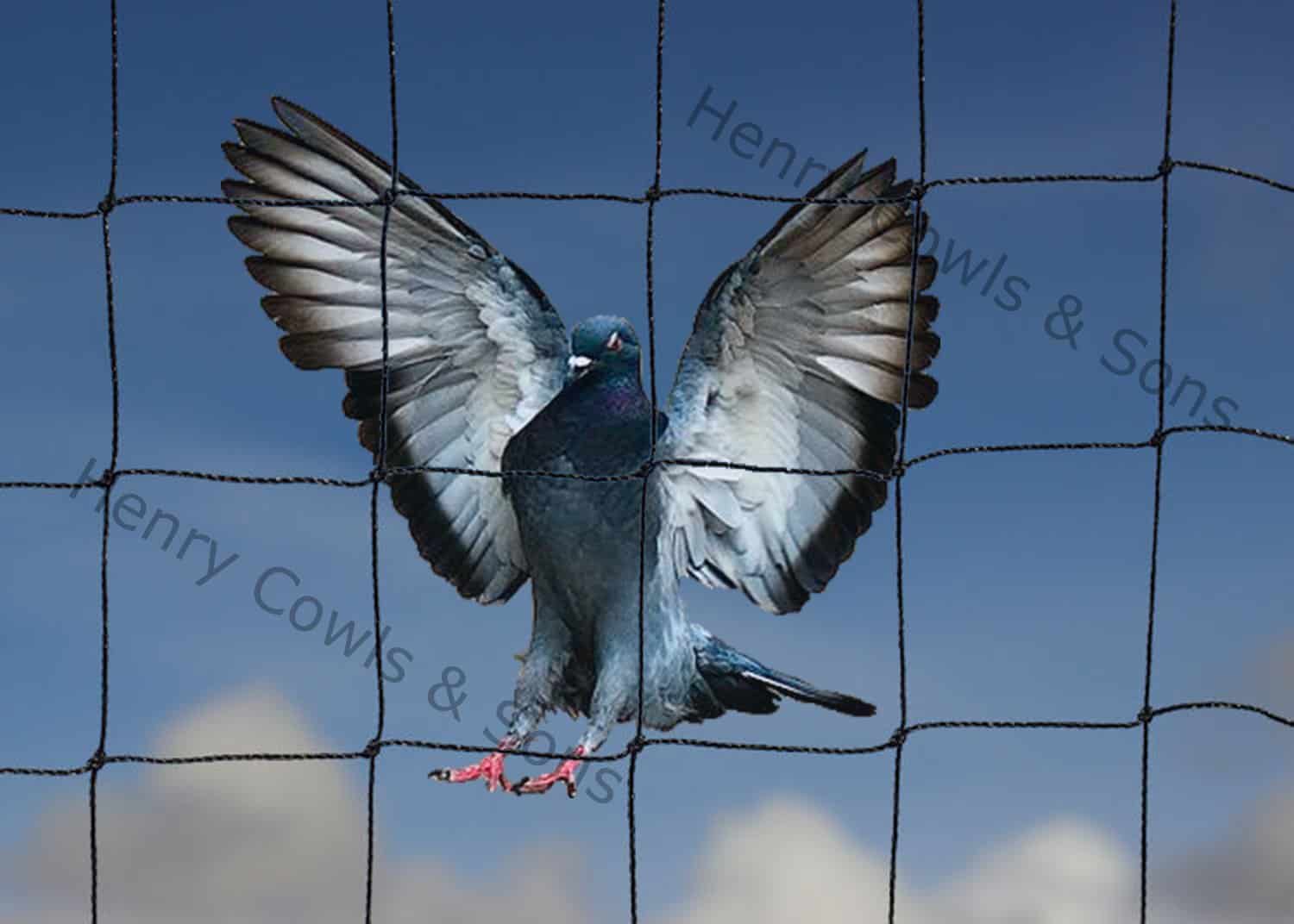 Knotted Pigeon Netting