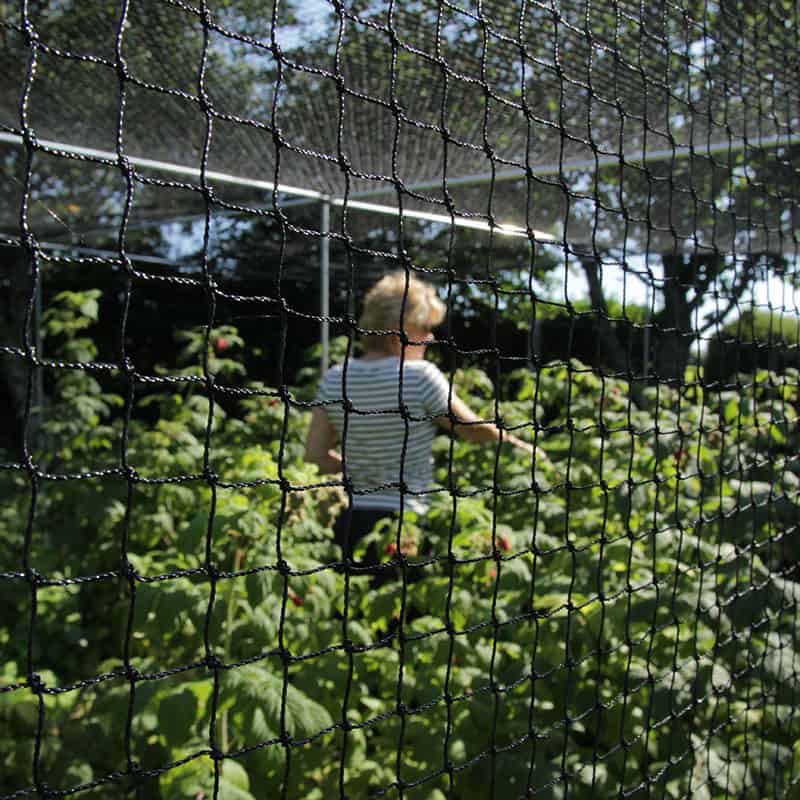 Walk-in Fruit Cage 6.5m Width