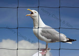 Load image into Gallery viewer, Knotted 75mm Seagull Netting