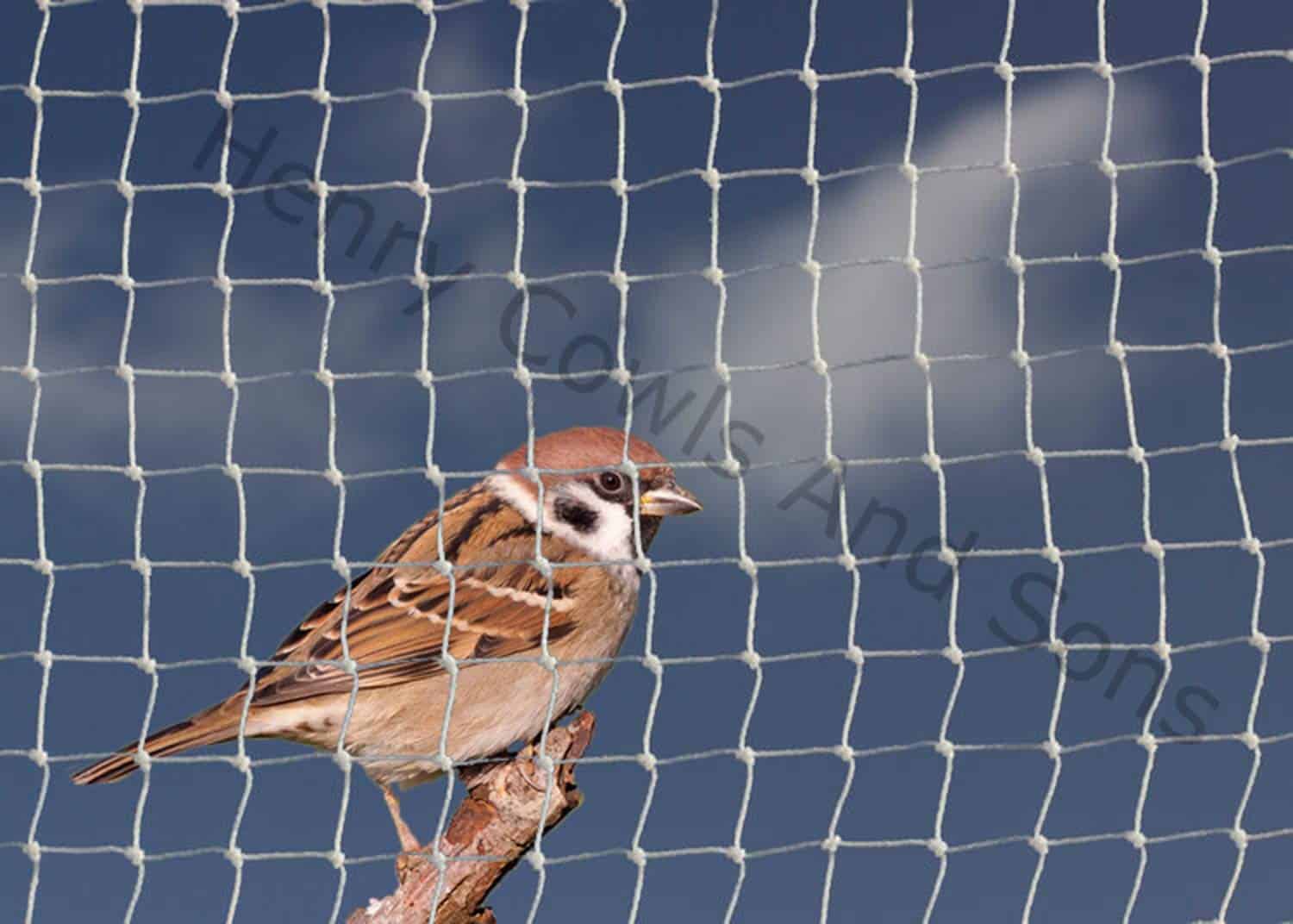 Bird Mesh Small Small Bird Netting - 19mm - Henry Cowls