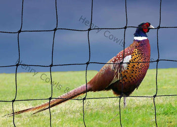 Knotted Pheasant Netting
