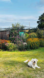 Load image into Gallery viewer, Dog laying on grass in front of a Fruit Cage
